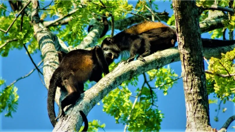 Palo Verde Boat Tour at Bebedero River