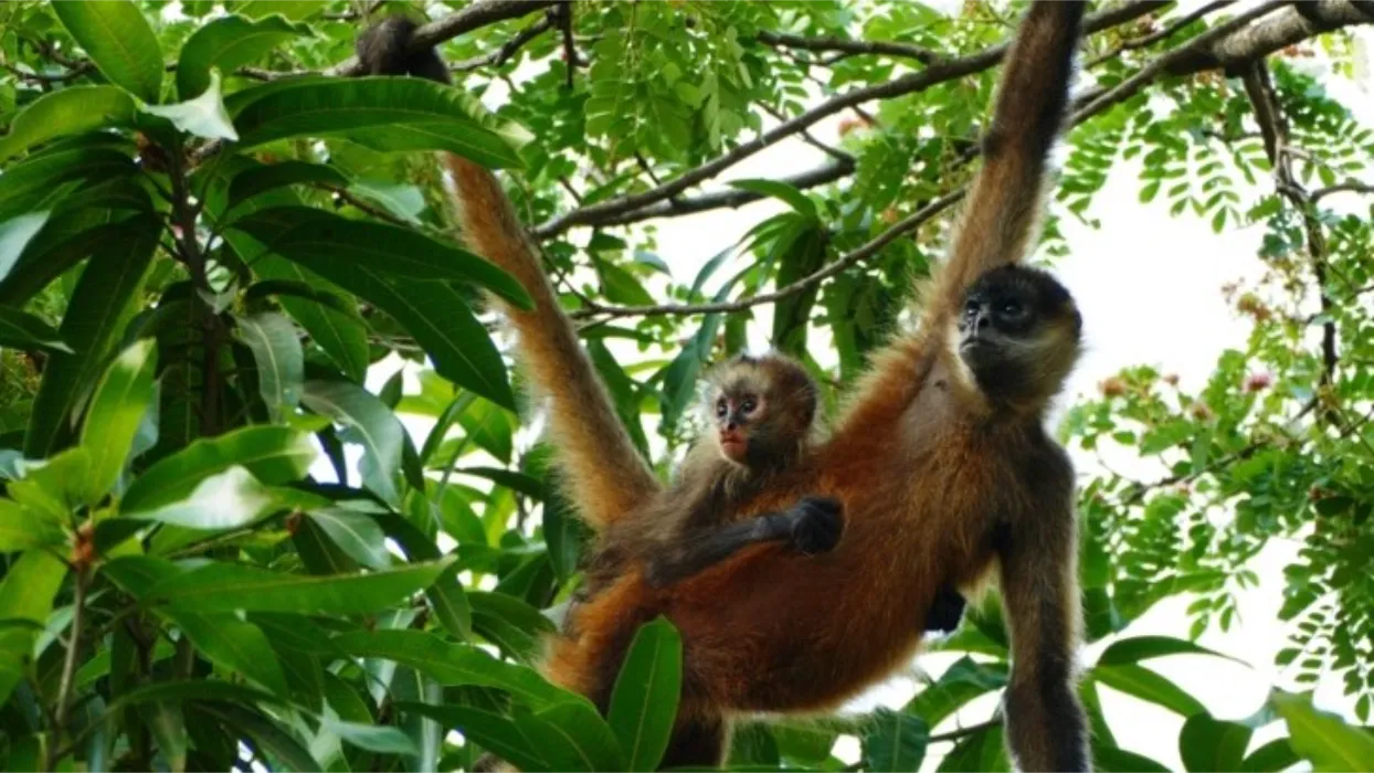 10 Reasons to visit Cañas Castilla