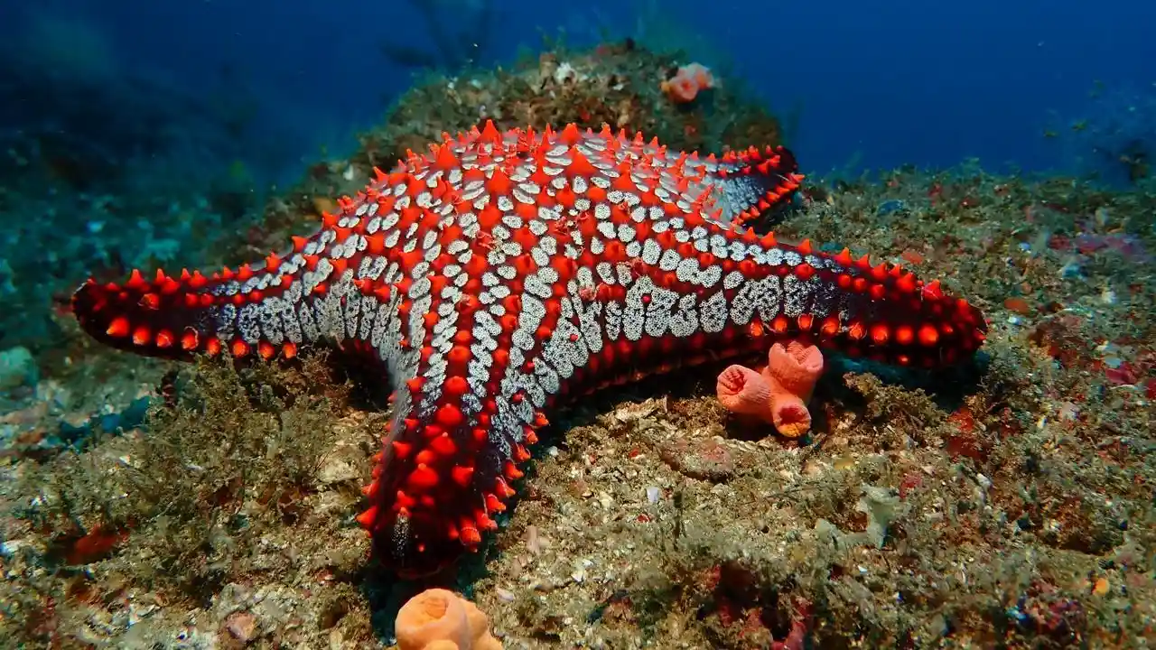 Snorkeling at Dreams Las Mareas