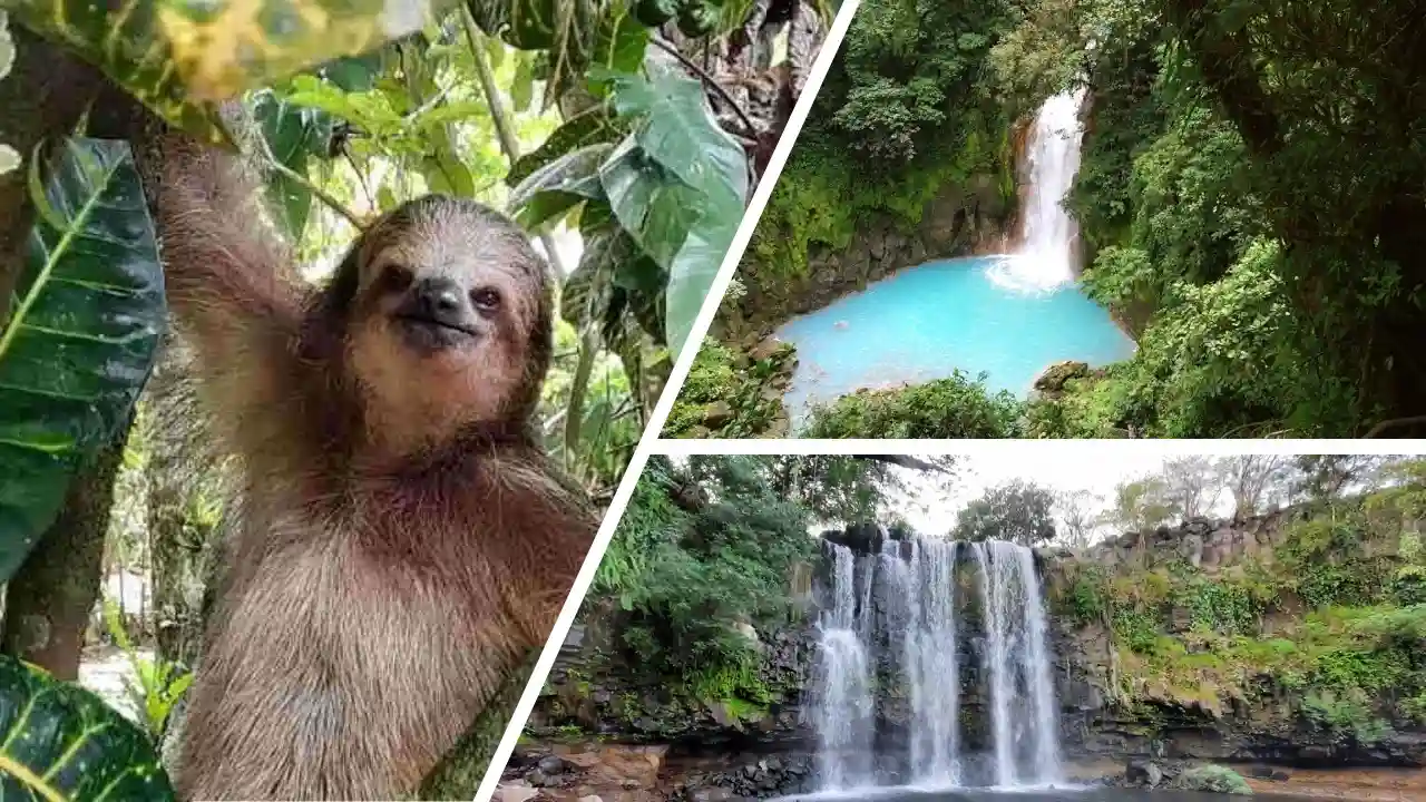 LLanos del Cortes Waterfall Rio Celeste Hike Sloth