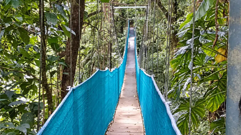 Suspension bridge stretching into dense rainforest