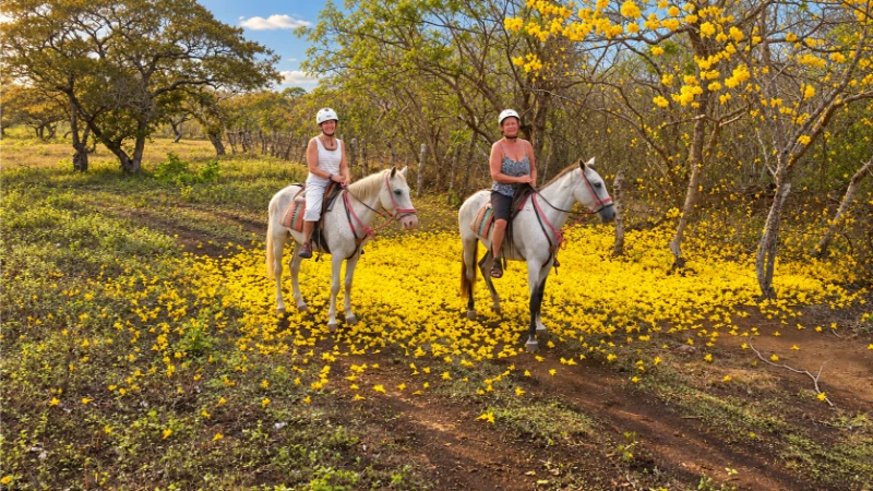 Two riders on white horses beneath yellow-flowering trees, with fallen blossoms covering the dry ground.